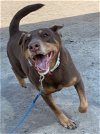 2404-1075 Coco (Off Site Foster)
