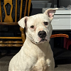 adoptable Dog in vab, VA named 2404-1080 Eve