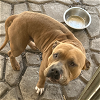 adoptable Dog in vab, VA named 2404-1085 Bullet
