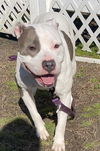 179343 Maisie