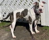179343 Maisie