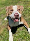 adoptable Dog in vab, VA named 2404-1093 Worsum (Off Site Foster)