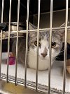 adoptable Cat in vab, VA named 2404-0135 Roly Poly (PetSmart)