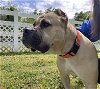 adoptable Dog in vab, VA named 2404-1079 Euchre