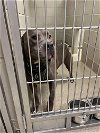 adoptable Dog in  named 2404-0617 Blu (Available 5/8)