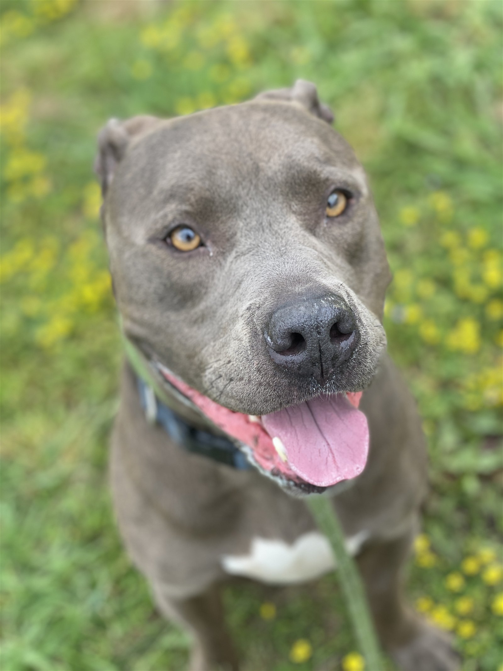 adoptable Dog in VAB, VA named 2404-0617 Blu
