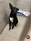 adoptable Dog in vab, VA named 2404-0616 Ace