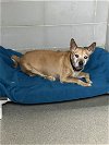 adoptable Dog in  named 2404-0053 Skip