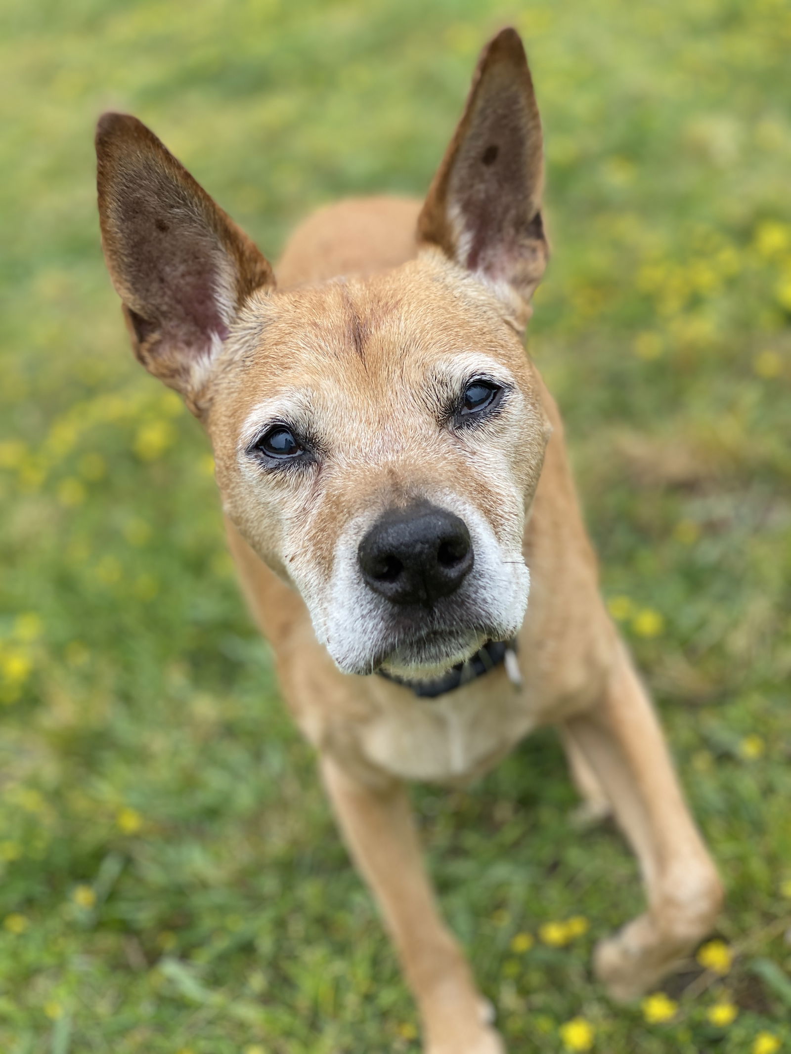 adoptable Dog in VAB, VA named 2404-0053 Gabe (Off Site Foster)