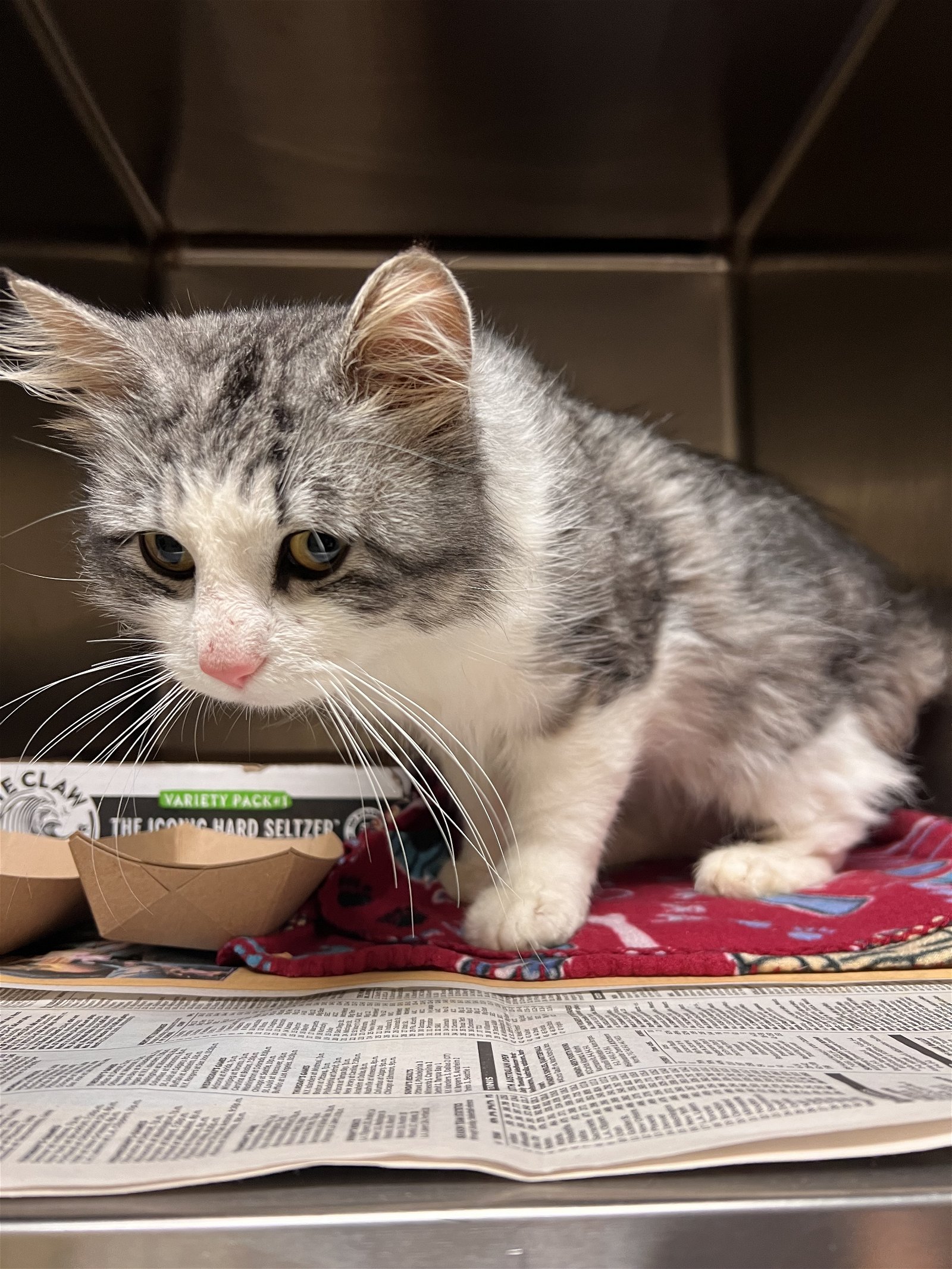 adoptable Cat in VAB, VA named 2404-0581 Card