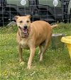 adoptable Dog in vab, VA named 2404-1148 Penny