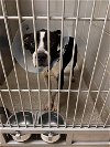 adoptable Dog in  named 2404-1144 Champ