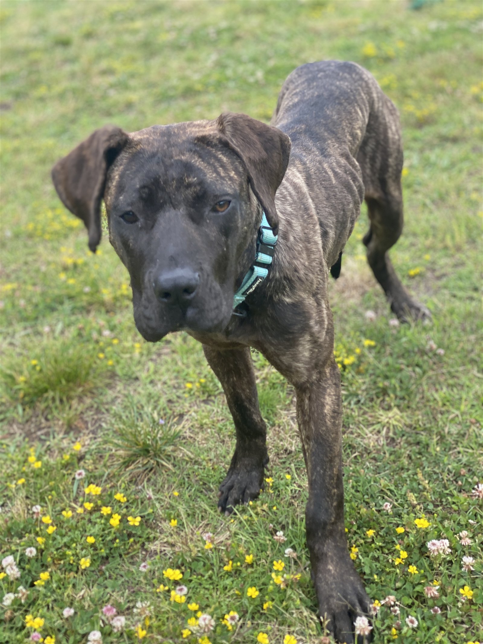 adoptable Dog in VAB, VA named 2405-0877 Rummy