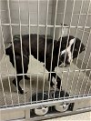 adoptable Dog in vab, VA named 2405-0872 Guacamole