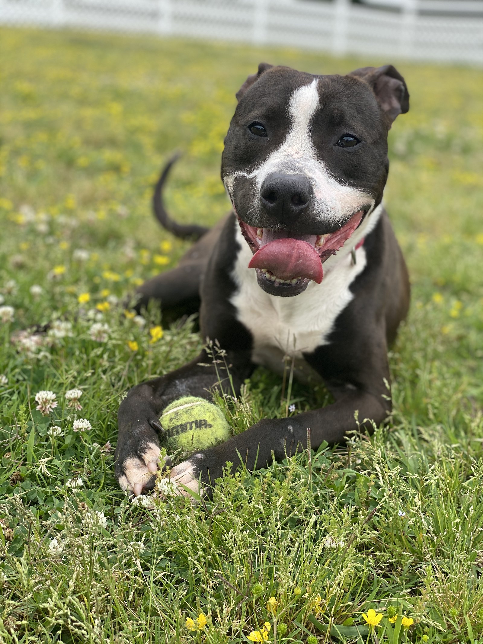 adoptable Dog in VAB, VA named 2405-0872 Guacamole