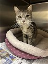 adoptable Cat in vab, VA named 2405-0091 Pixie