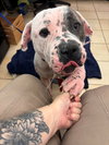 175874 Puppy