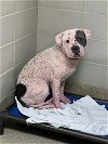 adoptable Dog in vab, VA named 2404-1158 Puppy