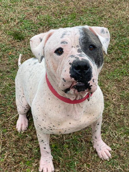 picture of the dog needing adoption