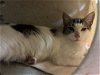 adoptable Cat in vab, VA named 2404-0266 Sinatra