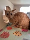 adoptable Cat in vab, VA named 2404-0263 Elvis