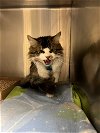 adoptable Cat in vab, VA named 2405-0211 Abe