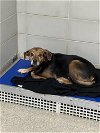 adoptable Dog in vab, VA named 2405-0876 Jax