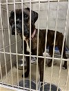 adoptable Dog in vab, VA named 2404-1074 Soonie ❤️