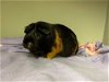 adoptable Guinea Pig in  named 2404-0459+0551 Chocolate Chip+Brownie