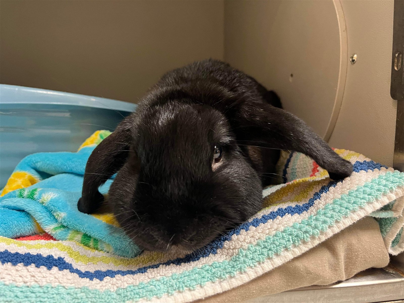 adoptable Rabbit in VAB, VA named 2405-0331 Bert