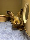 adoptable Rabbit in vab, VA named 2403-1253+1255 Oscar+Ernie