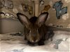 adoptable Rabbit in vab, VA named 2403-1253+1256 Big Bird+Elmo