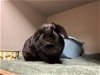 adoptable Rabbit in  named 2405-0332 Janice