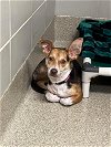 adoptable Dog in vab, VA named 2405-0436 Boyfriend (Available 05/15)