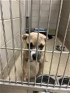 adoptable Dog in vab, VA named 2405-0187 Layla (Available 05/15)