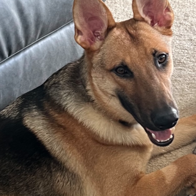 adoptable Dog in VAB, VA named 2405-0894 Ember