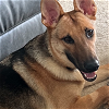 adoptable Dog in  named 2405-0894 Ember