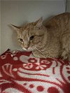 adoptable Cat in vab, VA named 2405-0334 Spazz