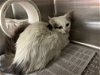 adoptable Cat in vab, VA named 2405-0890 Stella Luna