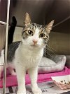 adoptable Cat in vab, VA named 2405-0067 Trickster