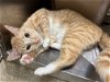 adoptable Cat in vab, VA named 2405-0228 Glenda (Available 5/15)