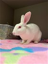 adoptable Rabbit in vab, VA named 2405-0903 Toulouse