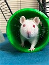 adoptable Rat in vab, VA named 2405-0915+0916 Mabel+Penelope