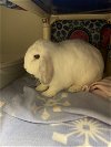 adoptable Rabbit in  named 2405-0990 Chanel
