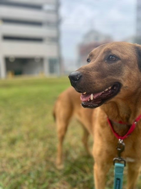 adoptable Dog in VAB, VA named 2405-0394 Penny (Off Site Foster)