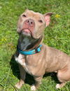 2410-0395 Zara (Off Site Foster)