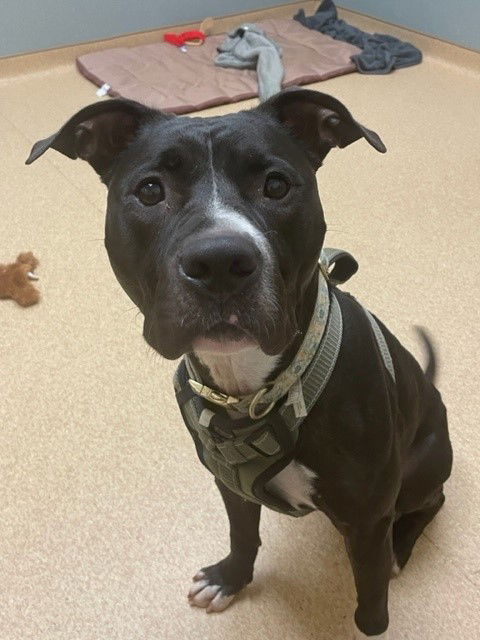 adoptable Dog in VAB, VA named 2406-0789 Gain