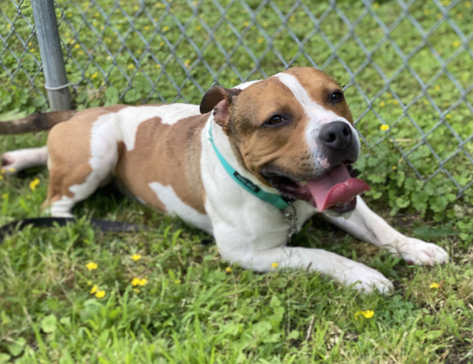 adoptable Dog in VAB, VA named 2409-0905 Duke FKA Arm and Hammer