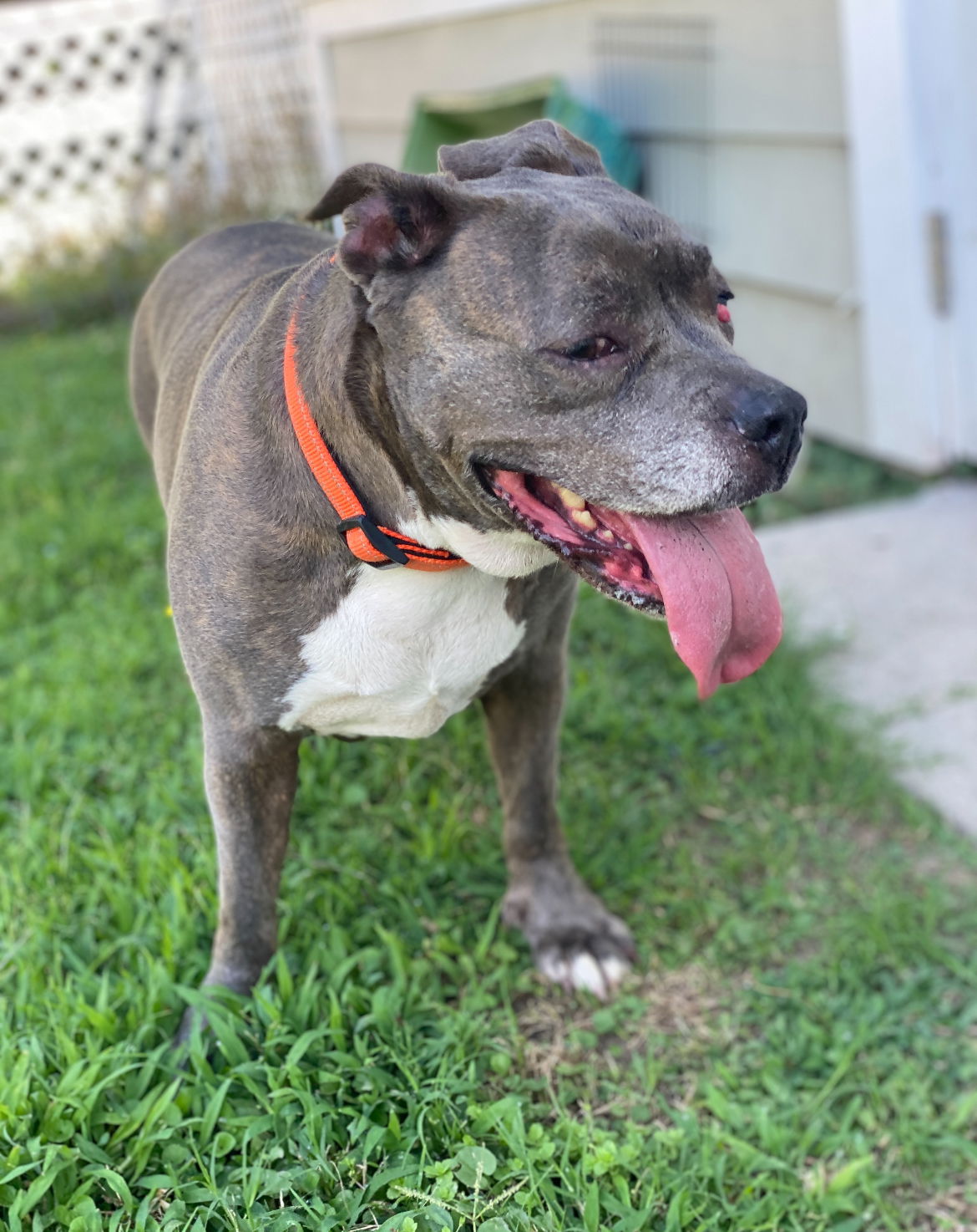 adoptable Dog in VAB, VA named 2406-0517 Jocelyn