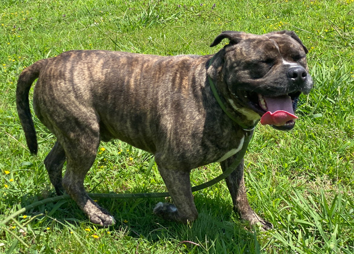 adoptable Dog in VAB, VA named 2406-0801 Kobi